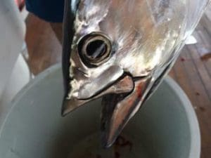 Poyraz Paşa Yatçılık - JUNIOR 1 Teknesi- Antalya Balık Avı Turları