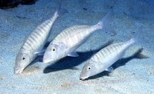 Mırmır Balığı (Lithognathus mormyrus)