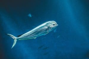 Lambuka Balığı (Coryphaena hippurus) - Doğal Yaşamı ve Avlanma Teknikleri
