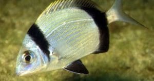 Karagöz Balığı (Diplodus vulgaris) - Poyraz Paşa Yatçılık