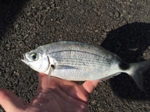Melanur Balığı, Özellikleri, Avlanma ve Pişirme Teknikleri